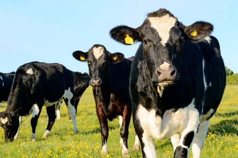 SETsquared Exeter company secures significant funding for cow fertility tracker