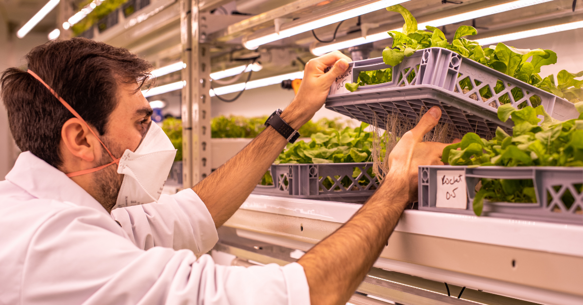 LettUs Grow and Harper Adams partner to bring the benefits of vertical farming to greenhouses