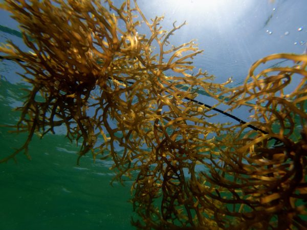Inside Seaweed – Planet saving solutions through seaweed